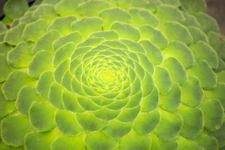 Aeonium tabuliforme - Beautiful spiral succulentの写真素材