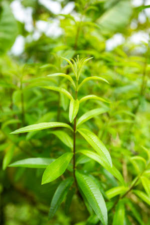 Aloysia citrodora - Lemon verbena aromatic foliage