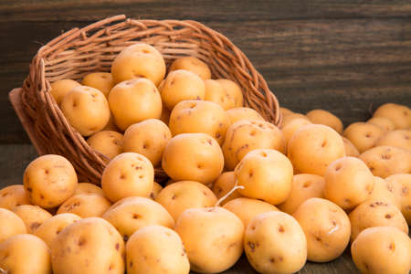 Organic yellow creole potato - Solanum phurejaの写真素材