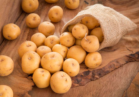 Organic yellow creole potato - Solanum phurejaの写真素材