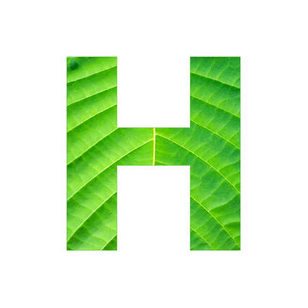 Uppercase Alphabet Letter H - Tropical green leaf textureの写真素材