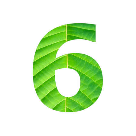Number digit six - Tropical green leaf texture