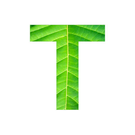 Alphabet Letter T - Green leaf plant backgroundの写真素材