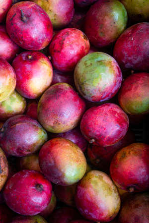 Organic tommy mango on the market - Mangifera indicaの写真素材