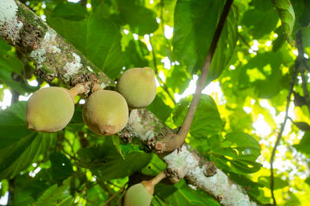 Organic Sapodilla fruit on the tree - Matisia cordata