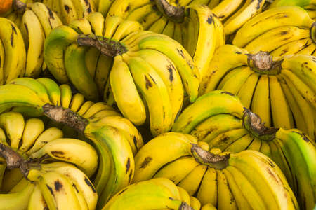 Banana fruit in the traditional Colombian market - Musa x paradisiacaの写真素材
