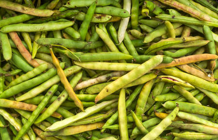 Pinto beans in pods in the traditional Colombian market - Phaseolus vulgaris