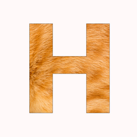 H letter uppercase alphabet - Yellow Cat Fur Backgroundの写真素材