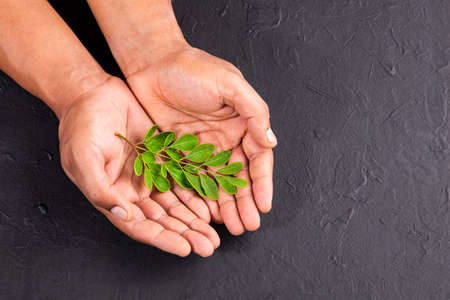 Organic moringa leaves on hands - Moringa oleiferaの写真素材