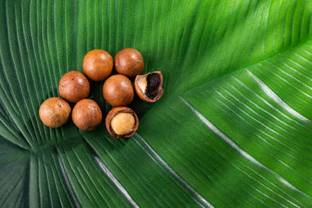 Macadamia integrifolia - Organic macadamia nuts on the green leafの写真素材