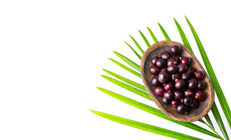 Euterpe oleracea - Fresh organic acai berriesの写真素材