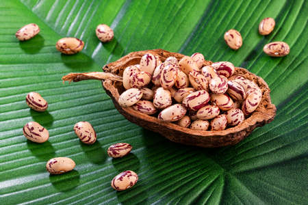 Phaseolus vulgaris - Raw dry pinto beans in wooden bowl