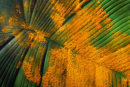 Organic turmeric root powder - Curcuma longaの写真素材