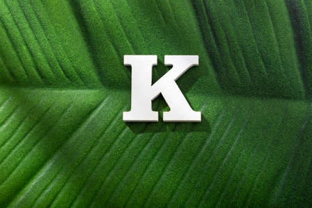 Alphabet letter K - Green leaf of tropical plantの写真素材