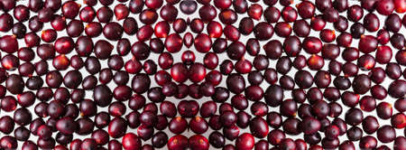 Acai berry organic amazon - Euterpe oleraceaの写真素材
