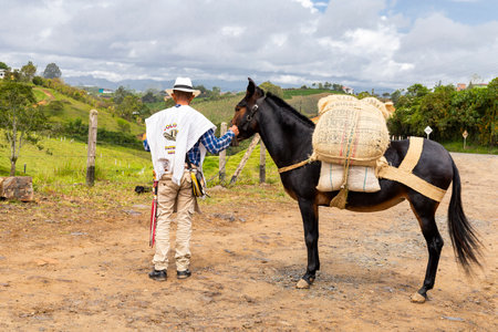 Antioquian muleteer with the mule to load coffeeの写真素材