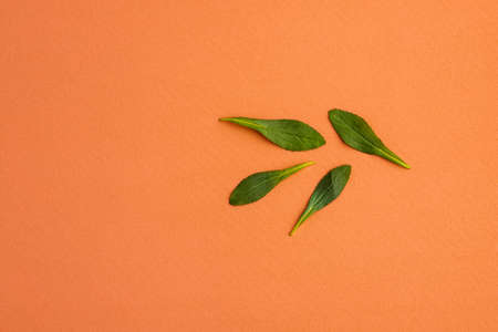 Green leaf of the stevia plant - Natural organic sweetener. Stevia rebaudianaの写真素材