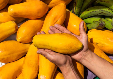Papaya in the hands of the farmer in the Colombian marketplace - Carica papayaの写真素材