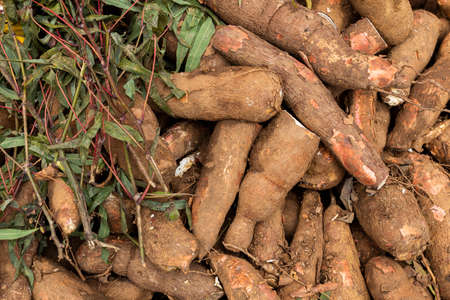 Manihot esculenta in the traditional Colombian market