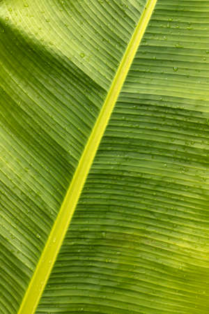 Banana leaf detail, abstract natural background - Musa Ã paradisiacaの写真素材