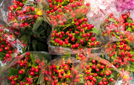 Hypericum x inodorum plant in the flower sales square