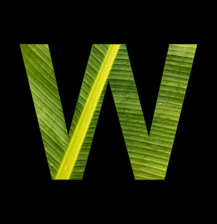 Alphabet letter W - Banana leaf background, natural backgroundの写真素材