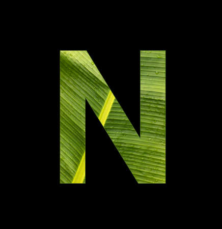 Alphabet letter N - Banana leaf background, natural backgroundの写真素材