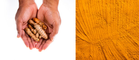 Curcuma longa - Fresh turmeric roots in handsの写真素材