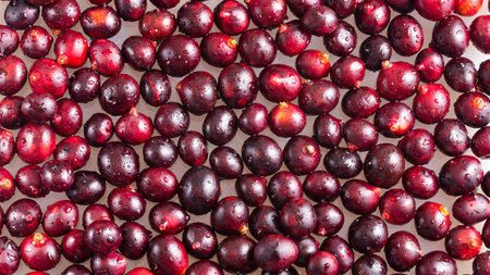 Tropical berry of the coastal corozo - Bactris guineensis
