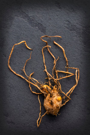 Organic turmeric spice roots - Curcuma longaの写真素材