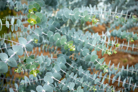 Eucalyptus Baby Blue green nature - Powdery eucalyptus baby blueの写真素材