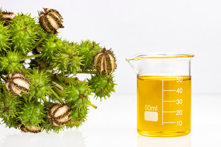 Organic ricinus communis oil and seeds - White background