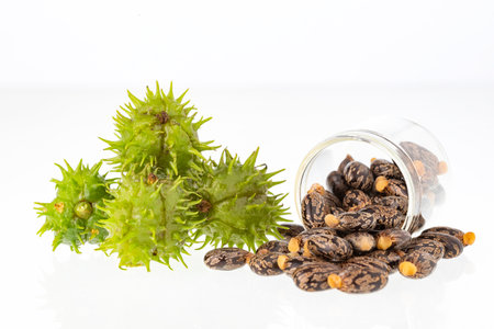 Organic castor seeds and fruits - Ricinus communis