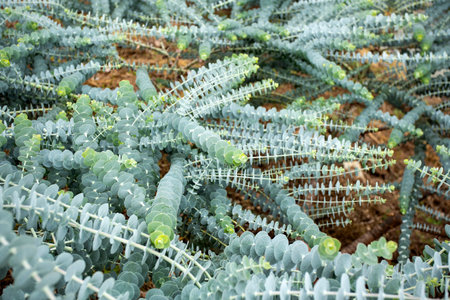 Eucalyptus plant baby blue - Eucalyptus little boy blue