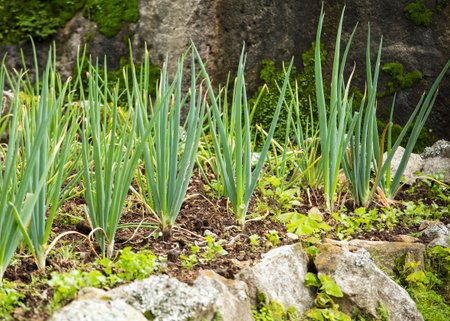 Organic cultivation of long onion in Colombian agricultural farmの写真素材