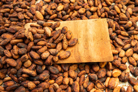 Unpeeled cocoa drying on the production farm - Theobroma cacao