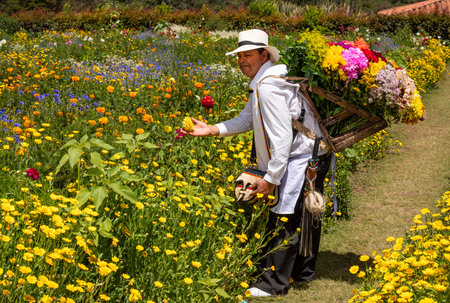 Medellin, Antioquia - Colombia. August 2, 2023 - Jose Angel Zapata, manufacturer of silletas flowers from the el pensamiento farm located in the sidewalk Barro Blancoのeditorial素材