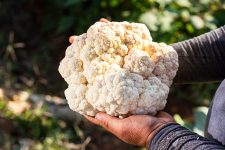 Fresh and organic cauliflower in the hands of the Colombian farmerの写真素材