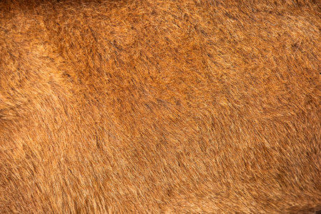 Wavy brown fur of goat in closeup