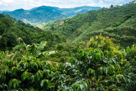 Mountainous landscape of southwestern Antioquia with mountains full of coffee plantsの写真素材