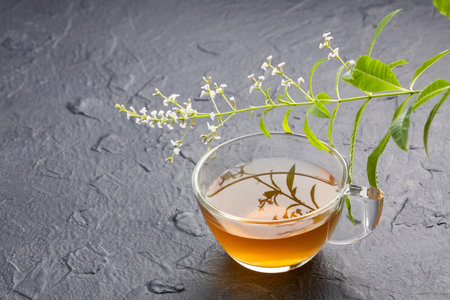 Fresh organic lemon verbena plant - Aloysia citrodoraの写真素材