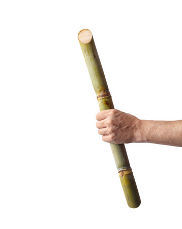 Saccharum officinarum - Hand holding stalk of sugar caneの写真素材