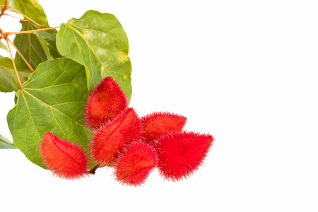 Organic annatto plant on white background - Bixa Orellanaの写真素材