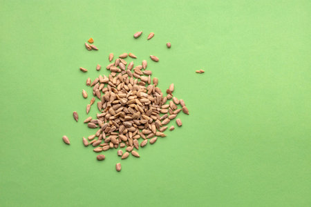 Organic shelled sunflower seeds - Helianthus annuus.の写真素材