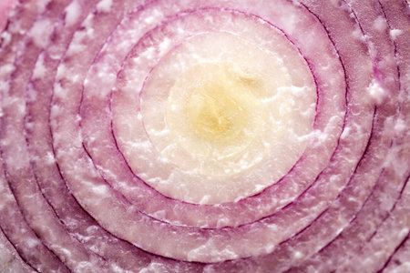 Allium cepa - Fresh red onion on the table.の写真素材
