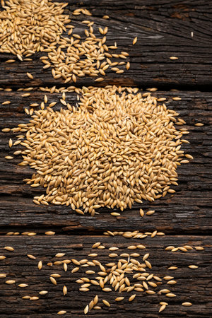Phalaris canariensis - Organic and dried seeds for canary and parrot food.の写真素材