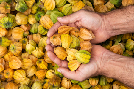 Physalis peruviana - Cape gooseberries in the hands of the farmer in the Colombian market squareの写真素材