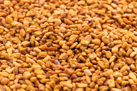 Heap of natural aromatic fenugreek seeds - Healthy foodの写真素材
