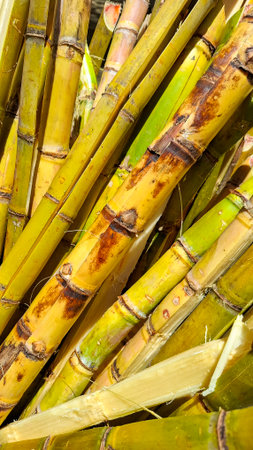 Saccharum officinarum - Pile of sugarcane at a Colombian street marketの写真素材