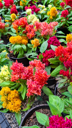 Celosia plumosa flowering in different vertical layers in the nurseryの写真素材
